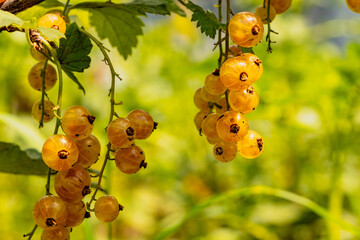 Golden Currants Glisten in the Summer Sun