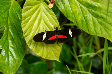 black butterfly with red standing on a green leaf in open air