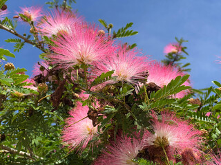 Poster - Calliandra Haematocephala Hassk flower in nature garden