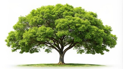 Poster - of a single tree isolated on a white background, nature, environment, foliage, forest, growth, isolated, green, leaves