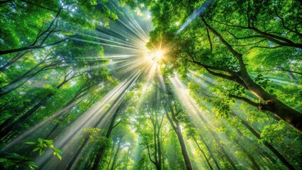 Poster - Rays of sunlight shining through dense forest canopy, forest, trees, light, sunbeam, nature, illuminated, beams