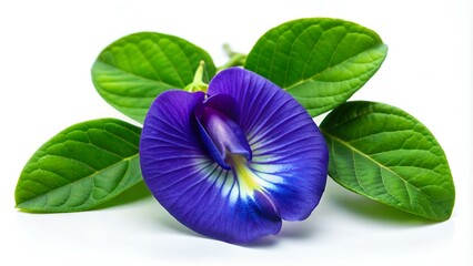 Canvas Print - Butterfly pea flower with green leaf.