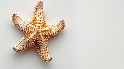 Wall Mural - starfish on white background