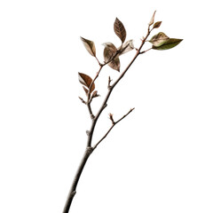 Dried branch with leaves isolate on transparent png.