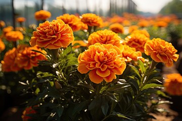 Aufkleber - a field of orange flowers with a sky background, marigold, its vibrant orange petals exuding warmth and positivity in a sun-kissed garden