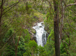 Wall Mural - Dirt road between tall eucalyptus forest to Boundary Falls