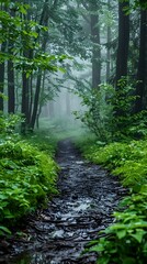 Wall Mural - Misty Rainforest Trail with Lush Greenery and Serene Atmosphere