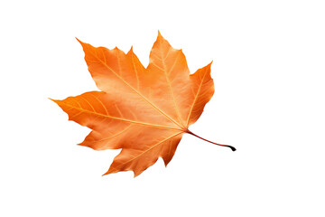Wall Mural - Realistic PNG of autumn leaf with white background for seasonal and nature-themed design projects, high-resolution fall foliage illustration ideal for artistic and decorative graphics