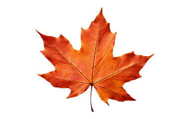 Wall Mural - Realistic PNG of autumn leaf with white background for seasonal and nature-themed design projects, high-resolution fall foliage illustration ideal for artistic and decorative graphics