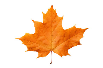 Wall Mural - Realistic PNG of autumn leaf with white background for seasonal and nature-themed design projects, high-resolution fall foliage illustration ideal for artistic and decorative graphics