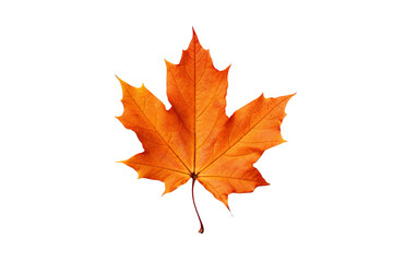 Wall Mural - Realistic PNG of autumn leaf with white background for seasonal and nature-themed design projects, high-resolution fall foliage illustration ideal for artistic and decorative graphics