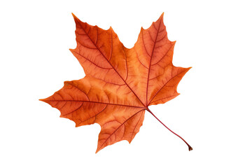 Wall Mural - Realistic autumn leaf PNG illustration with white background for seasonal design projects, nature-themed graphics, and fall-themed visuals in high-resolution format
