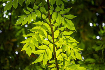 Wall Mural - Beautiful bright green leaves of the common ash tree. Fraxinus excelsior growing in the park.