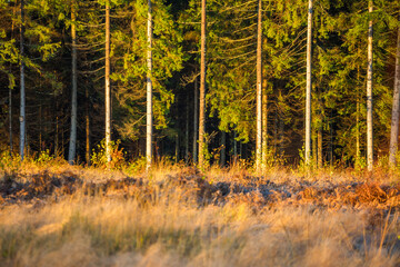 Wall Mural - Beautiful sunny autumn day in the woodlands of Latvia. Trees with colorful leaves.