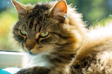 Regal Long-Haired Cat Gazing at Camera. Stunning portrait of a domestic cat with luxurious fur and intense expression.