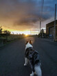 © Alberto - puesta de sol a contraluz con perro border collie