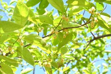 Wall Mural - Persimmon growth. Ebenaceae deciduous fruit tree. Persimmons bloom in early summer and ripen to orange in autumn, becoming edible.
