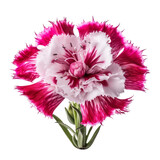 Dianthus isolate on transparent png.
