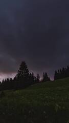 Wall Mural - fast clouds and milky way galaxy stars moving over forest in dark night sky, vertical time lapse