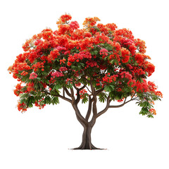 Delonix Regia on Transparent Cutout