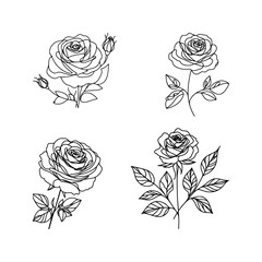 vector set of rose flower - line drawing sketch