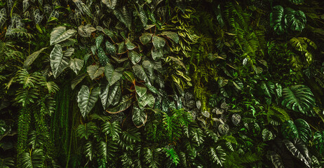 Wall Mural - ush green plant with leaves and vines