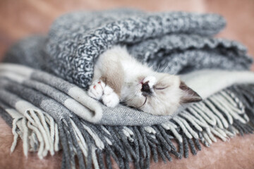 Wall Mural - Little cat sleeping in gray knitted blanket