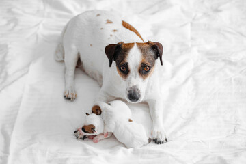 Sticker - Mom Dog with newborn Puppy resting at bed