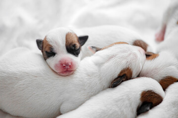 Wall Mural - Group of Newborn Puppies lying on blanket