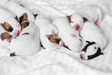 Wall Mural - Group of Newborn Puppies lying on blanket