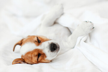 Canvas Print - Jack Russell terrier puppy sleeps in bed at home