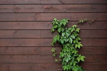 Wall Mural - Green ivy on a wooden wall. Timber board texture