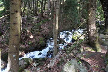 Poster - The river flows in a mountainous and wooded area. Dombai