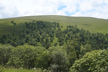 Sticker - View of the green trees on the hill.