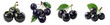 © Loony Dream Designs - Fresh black cherries with leaves juicy summer fruit transparent background