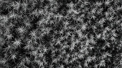 Sticker - beautiful field of grass, topdown pov, alpha normal grayscale texture