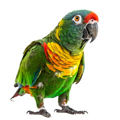 Poster - Vivid green amazon parrot on transparent background