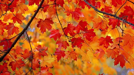 Poster - Vibrant autumn leaves in shades of red, orange, and yellow create a stunning natural background, showcasing the beauty of fall foliage.
