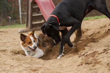 A Great Dane and Border Collie dig a hole in the sand at doggy daycare. Horizontal.