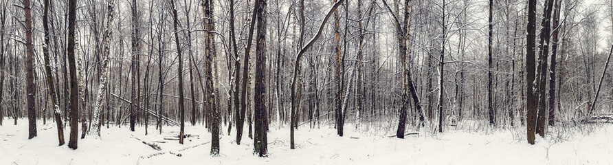 Wall Mural - Winter forest panorama