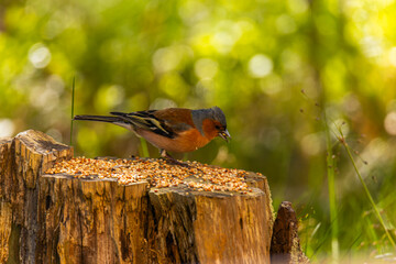 Wall Mural - the bird looking for foods
