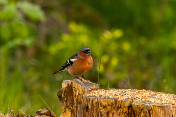 Wall Mural - the bird looking for foods