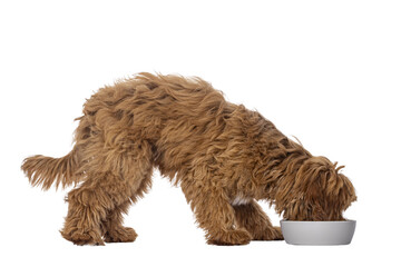 Poster - Happy labradoodle dog puppy standing side ways with head in food bowl. Isolated cutout on a transparent background.