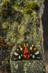 Scarlet tiger moth, Callimorpha dominula