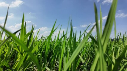 Poster - paddy field in country