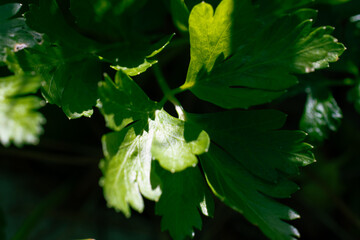 Fresh Parsley Leaves on a Healthy Parsley Plant in a Spring Garden