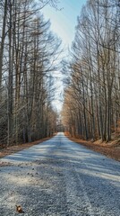 Wall Mural - Empty road in summer through leafless forest with sky 