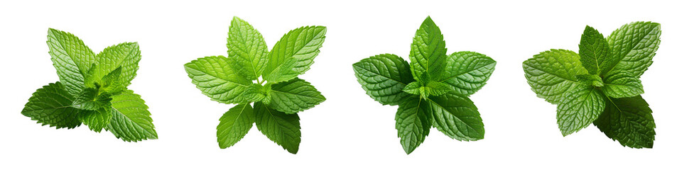 Collection set of fresh mint leaves isolated on transparent background