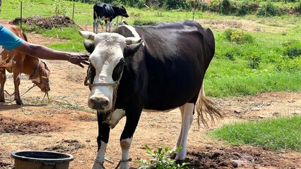 Herd of cows grazing in a green pasture.Cow in a field.The Indian white cow and calf closeup with selective focus and blur.Group of Cows in the Outdoor Countryside Grassland.black and brown colour cow