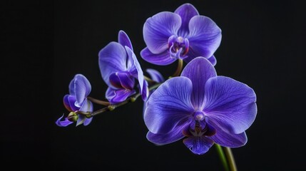 Wall Mural - Violet orchid flower on black background close up .